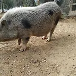 Tra Er Boscu Er Maa Volastra