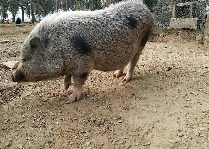 Tra Er Boscu Er Maa Volastra