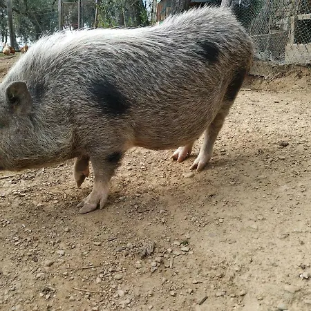 Tra Er Boscu Er Maa Volastra