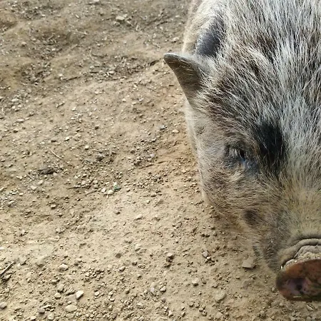 Tra Er Boscu Er Maa Volastra